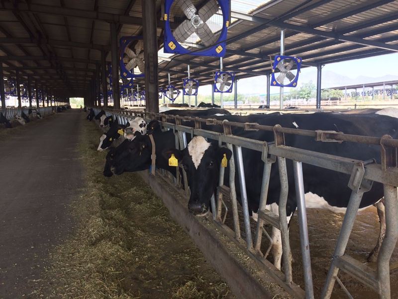 甘蔗糖蜜在牧场的应用